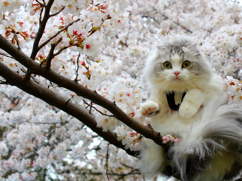 Fluffy Cat in Cherry Blossoms