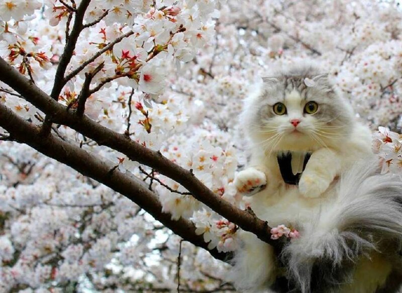 Fluffy Cat in Cherry Blossoms — White, Serene