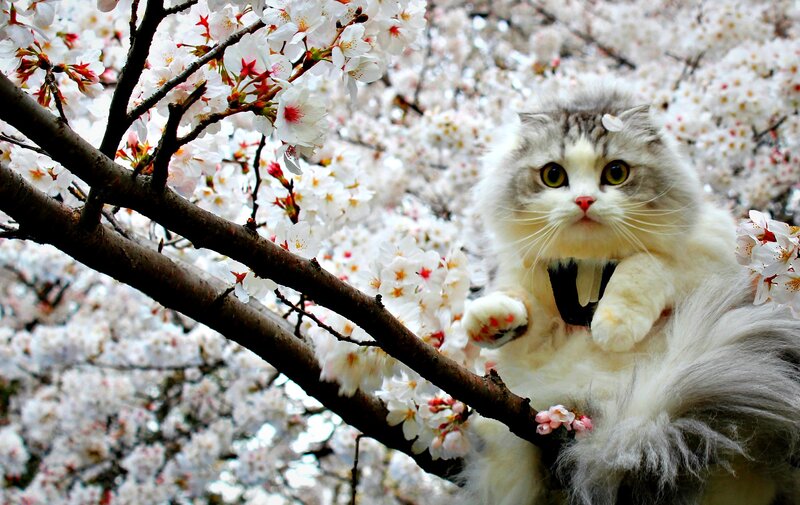 Fluffy Cat in Cherry Blossoms — White