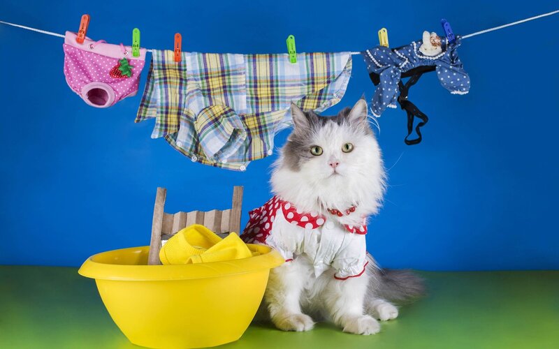 Fluffy Cat in Clothes