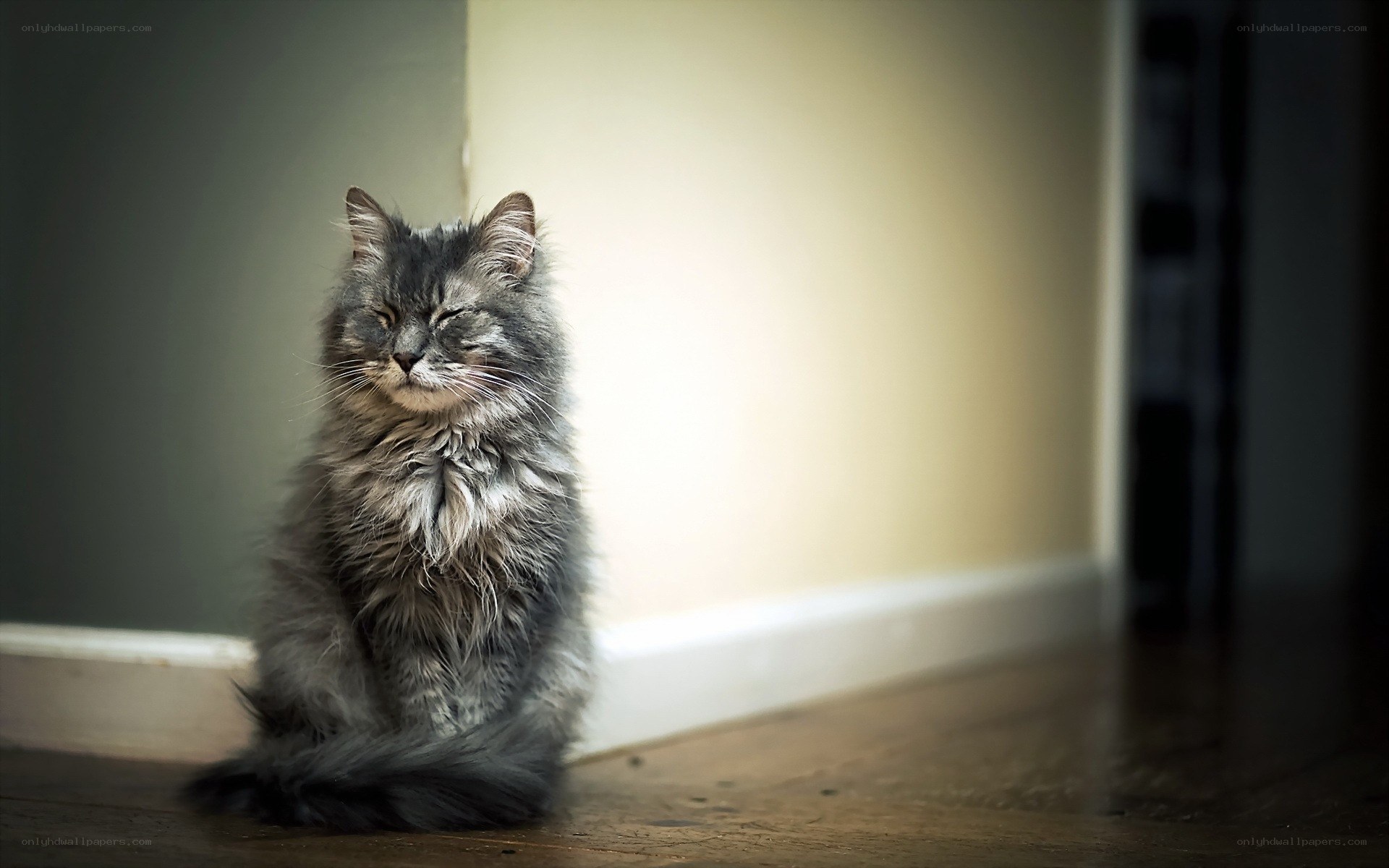 fluffy cat in corner