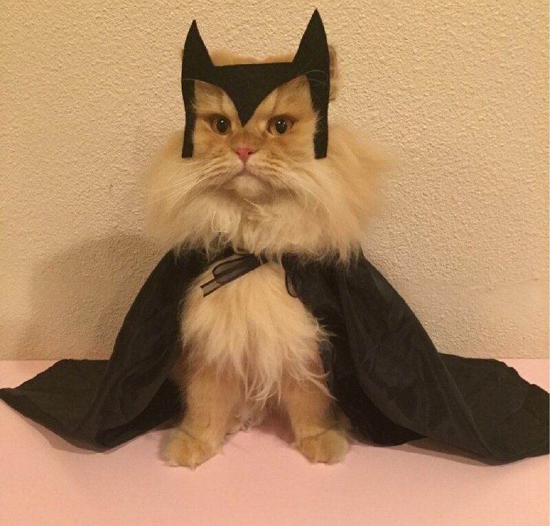 Fluffy Cat in Costume — Black