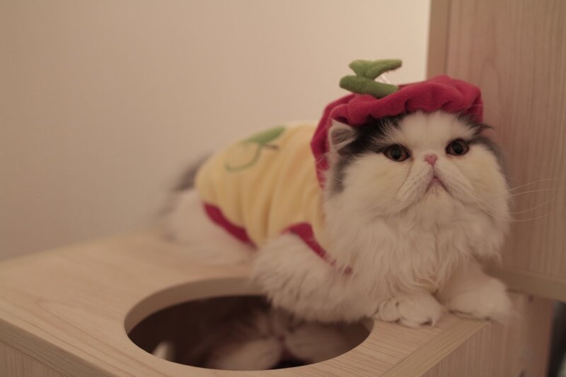 Fluffy Cat in Costume