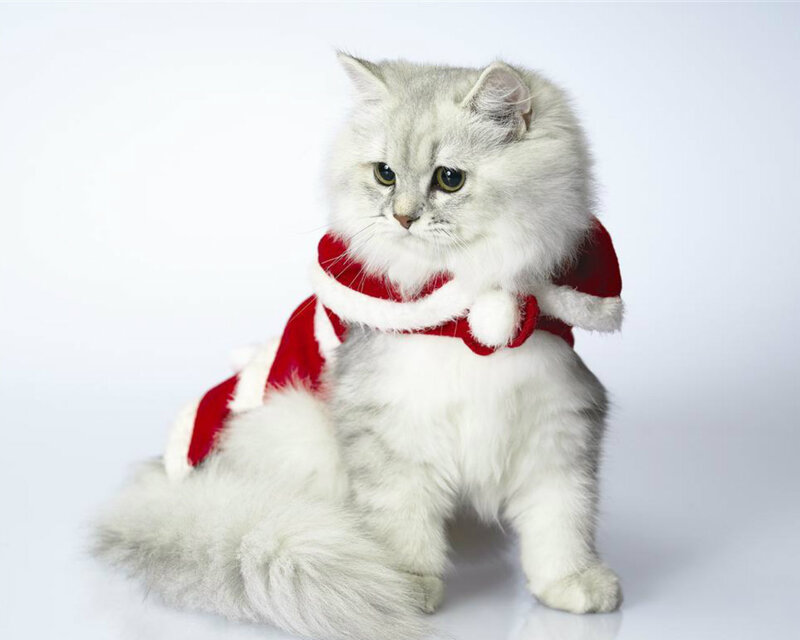 Fluffy Cat in Costume — White