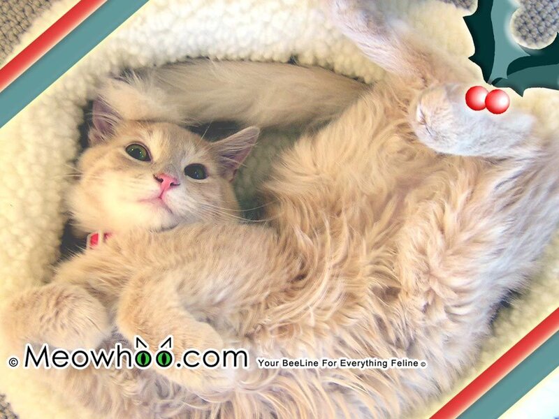 fluffy cat in cozy bed