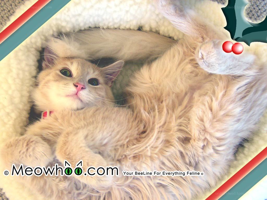 fluffy cat in cozy bed