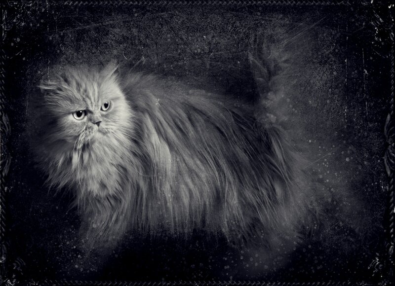 Fluffy Cat in Dark Setting