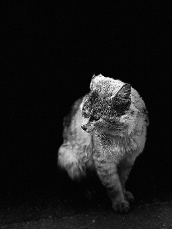 Fluffy Cat in Darkness — Black