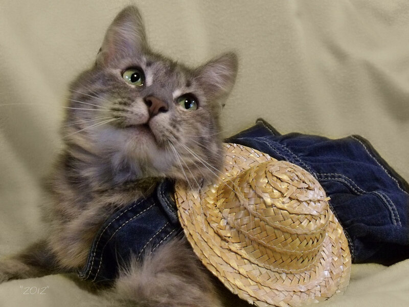 Fluffy Cat in Denim