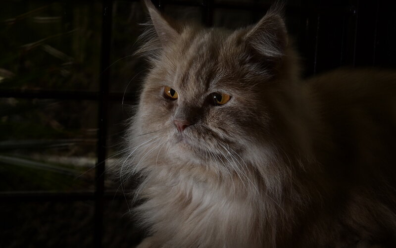 fluffy cat in dim light
