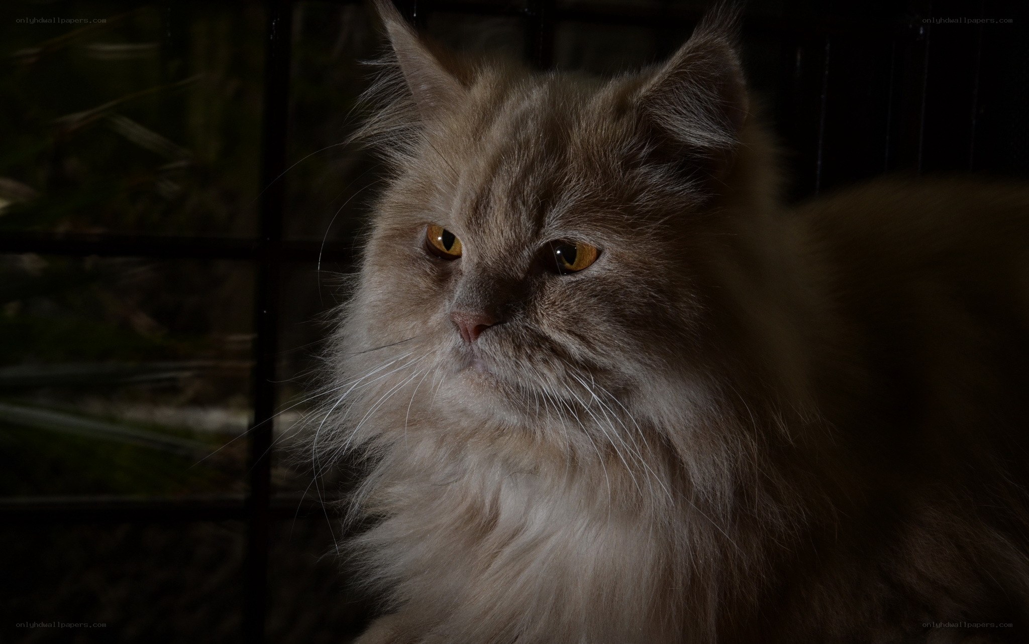 fluffy cat in dim light