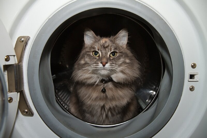 Fluffy Cat in Dryer