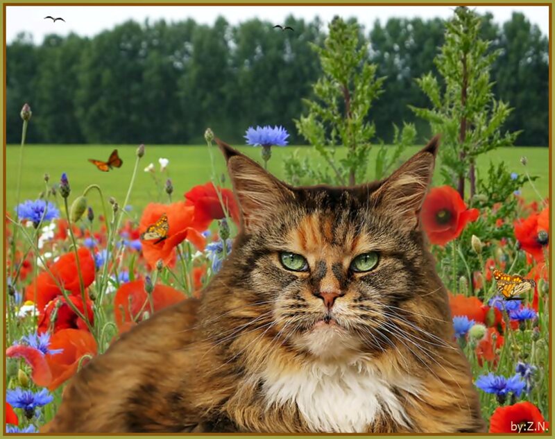 Fluffy Cat in Field — Brown