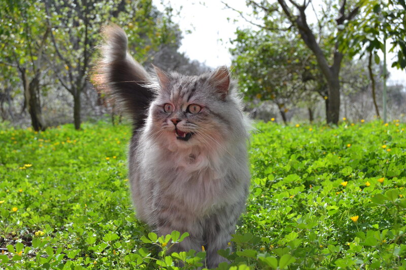 Fluffy Cat in Field — Green