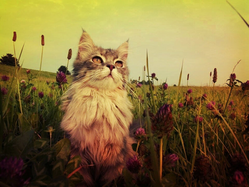 Fluffy Cat in Field