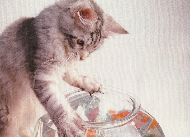 Fluffy Cat in Fishbowl — Gray