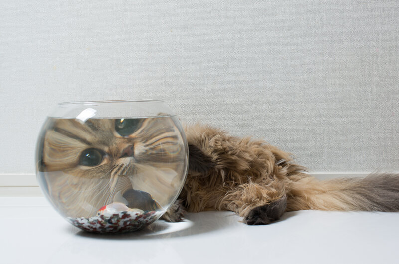 Fluffy Cat in Fishbowl — White, Calm