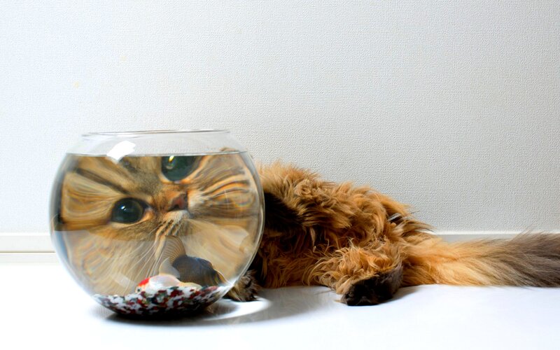 Fluffy Cat in Fishbowl — White