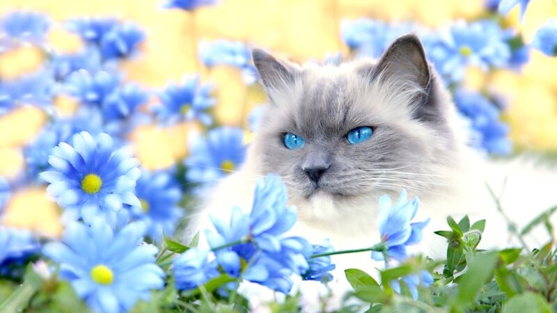 Fluffy Cat in Flowers — Blue