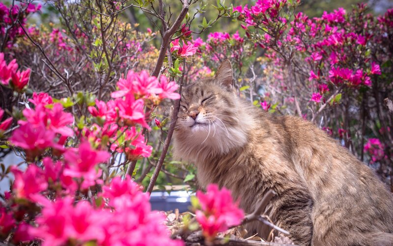 Fluffy Cat in Flowers — Pink