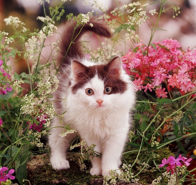 Fluffy Cat in Flowers — White, Calm