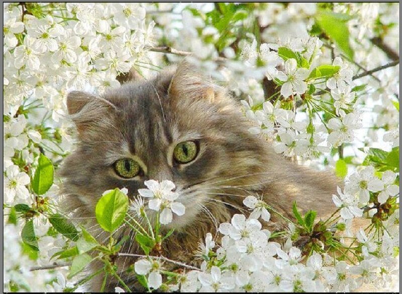 Fluffy Cat in Flowers — White, Serene
