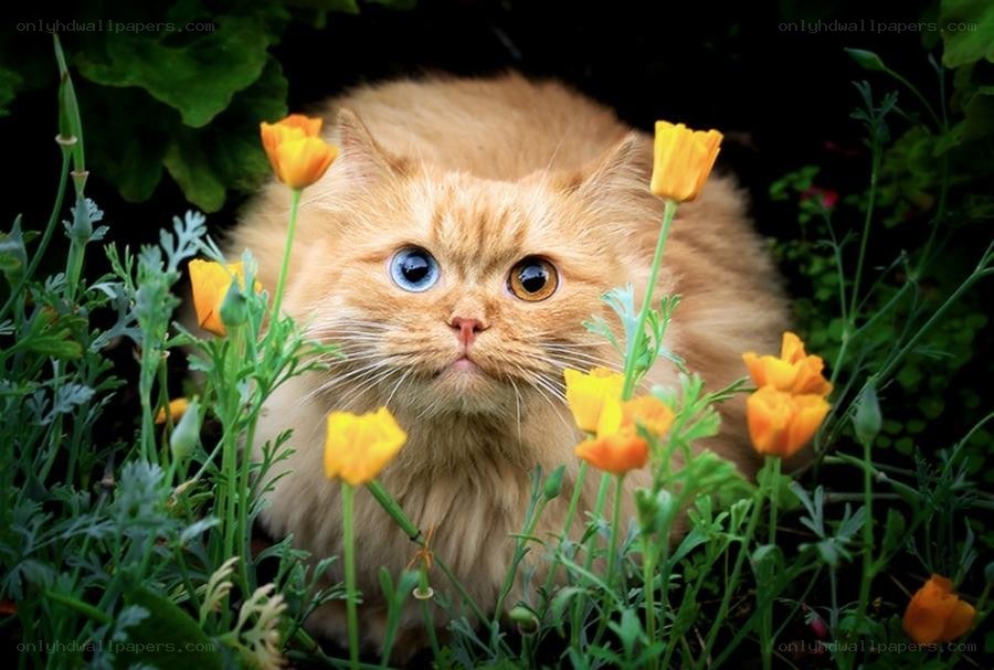 fluffy cat in flowers
