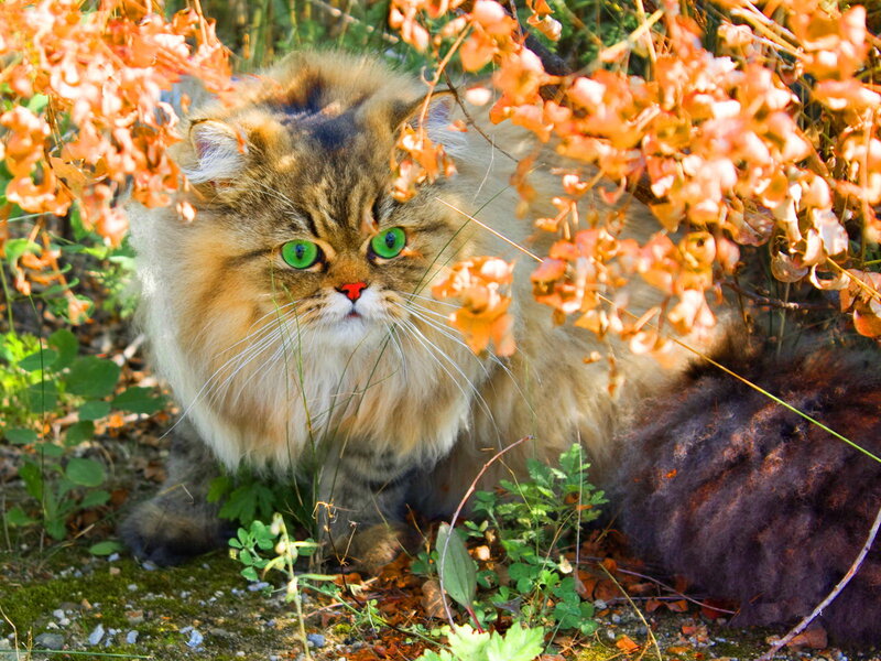 Fluffy Cat in Foliage — Brown