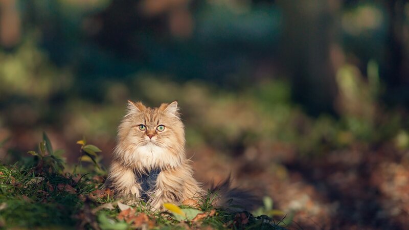 fluffy cat in forest