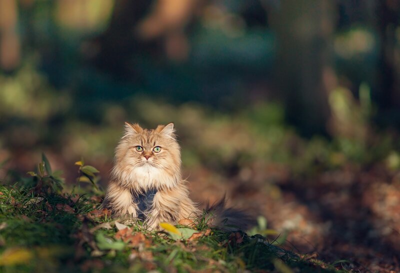 Fluffy Cat in Forest — Brown, Serene