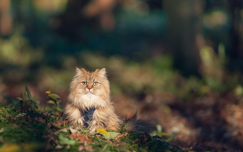 Fluffy Cat in Forest — Brown