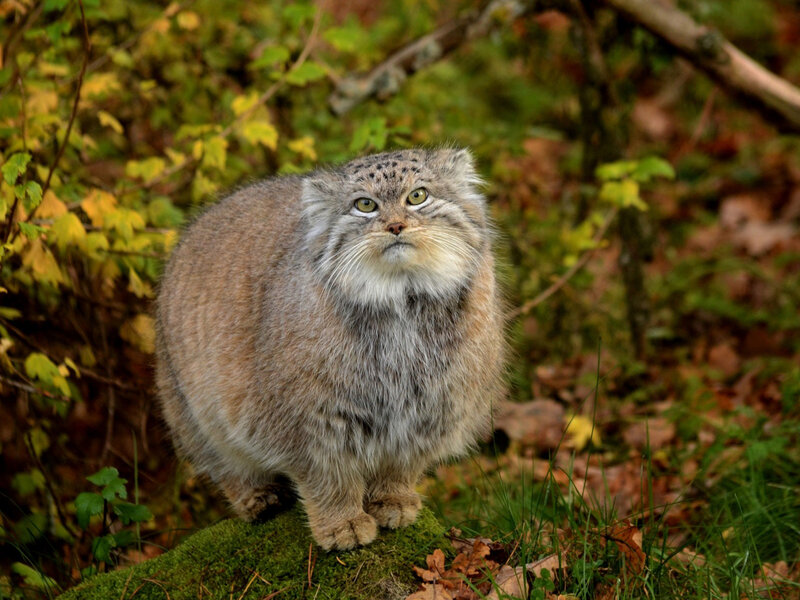 Fluffy Cat in Forest — Green, Natural