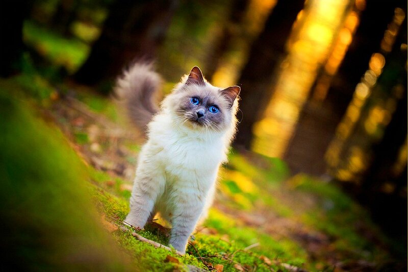 Fluffy Cat in Forest — Green