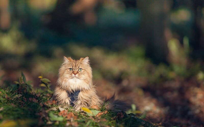 fluffy cat in forest