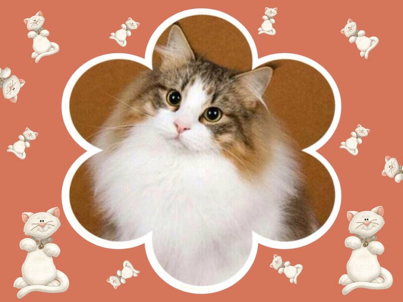 Fluffy Cat in Frame — Orange