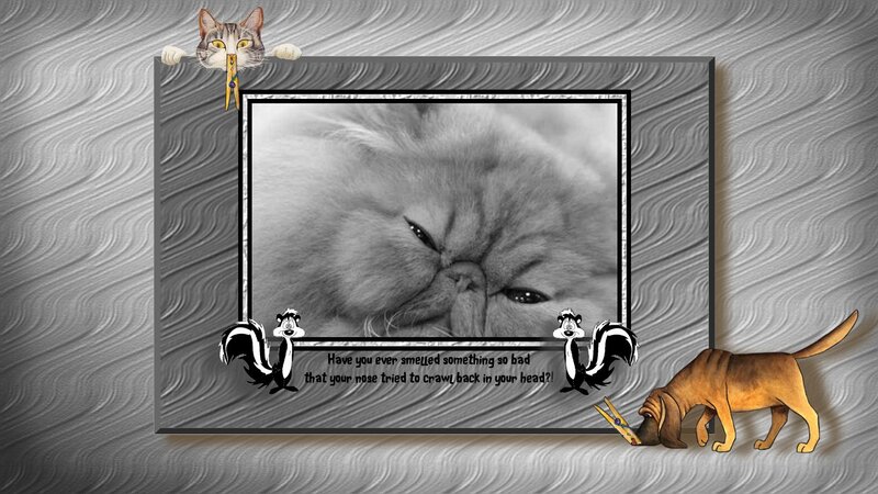 Fluffy Cat in Frame
