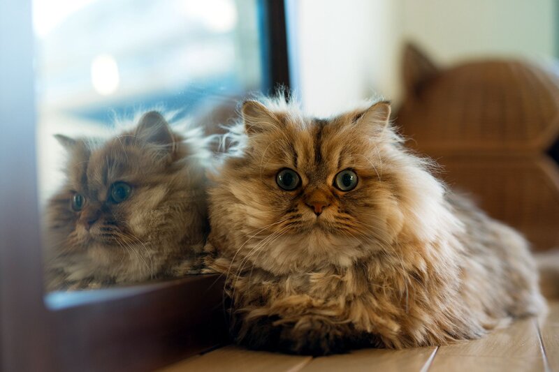 Fluffy Cat in Front of Mirror
