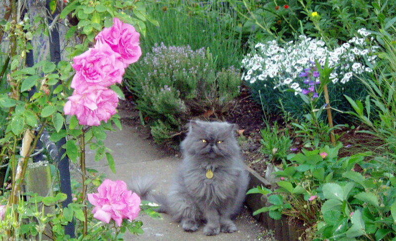 fluffy cat in garden