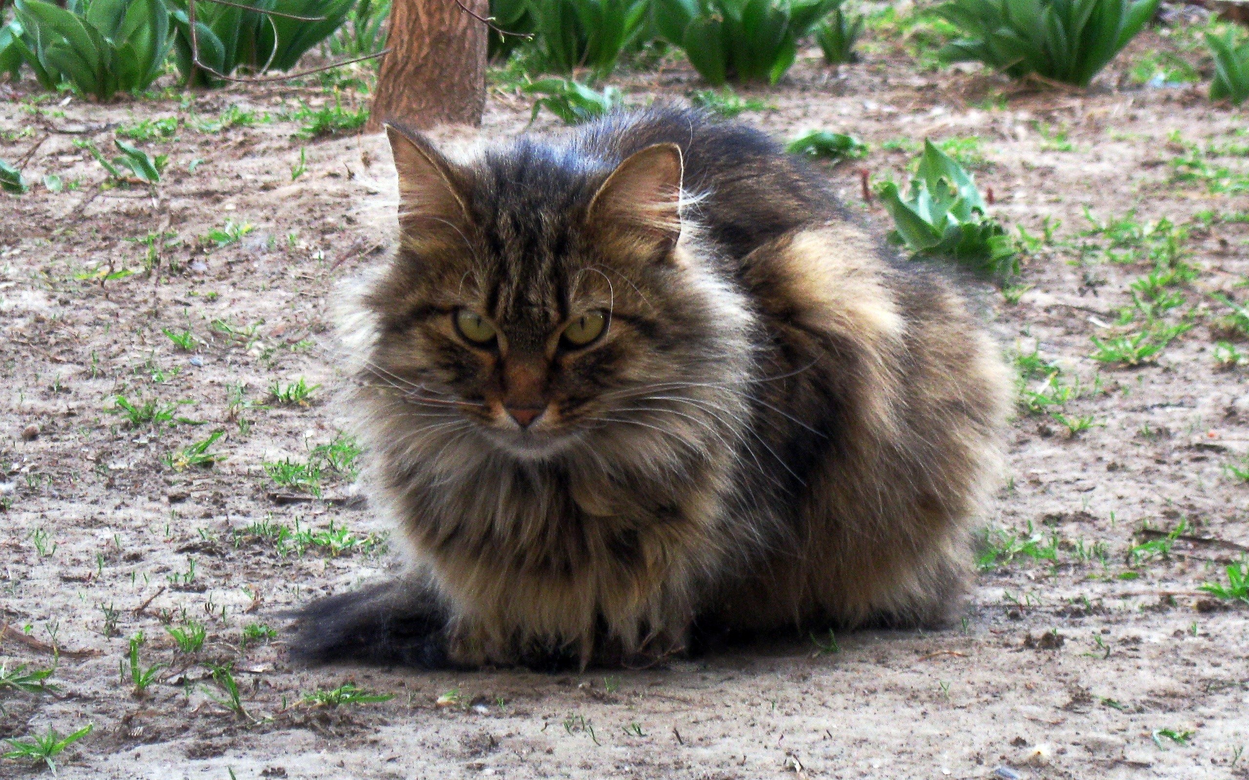 fluffy cat in garden
