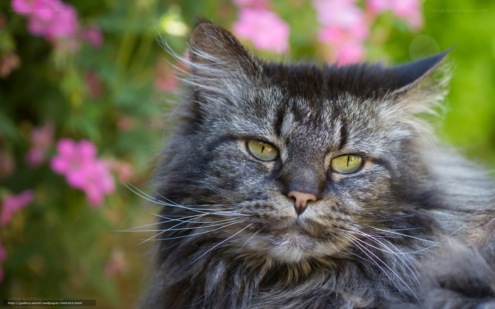 fluffy cat in garden