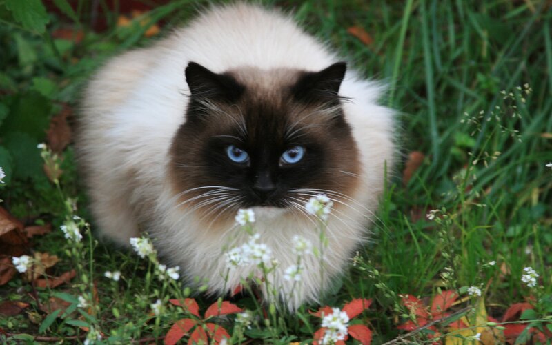 fluffy cat in garden