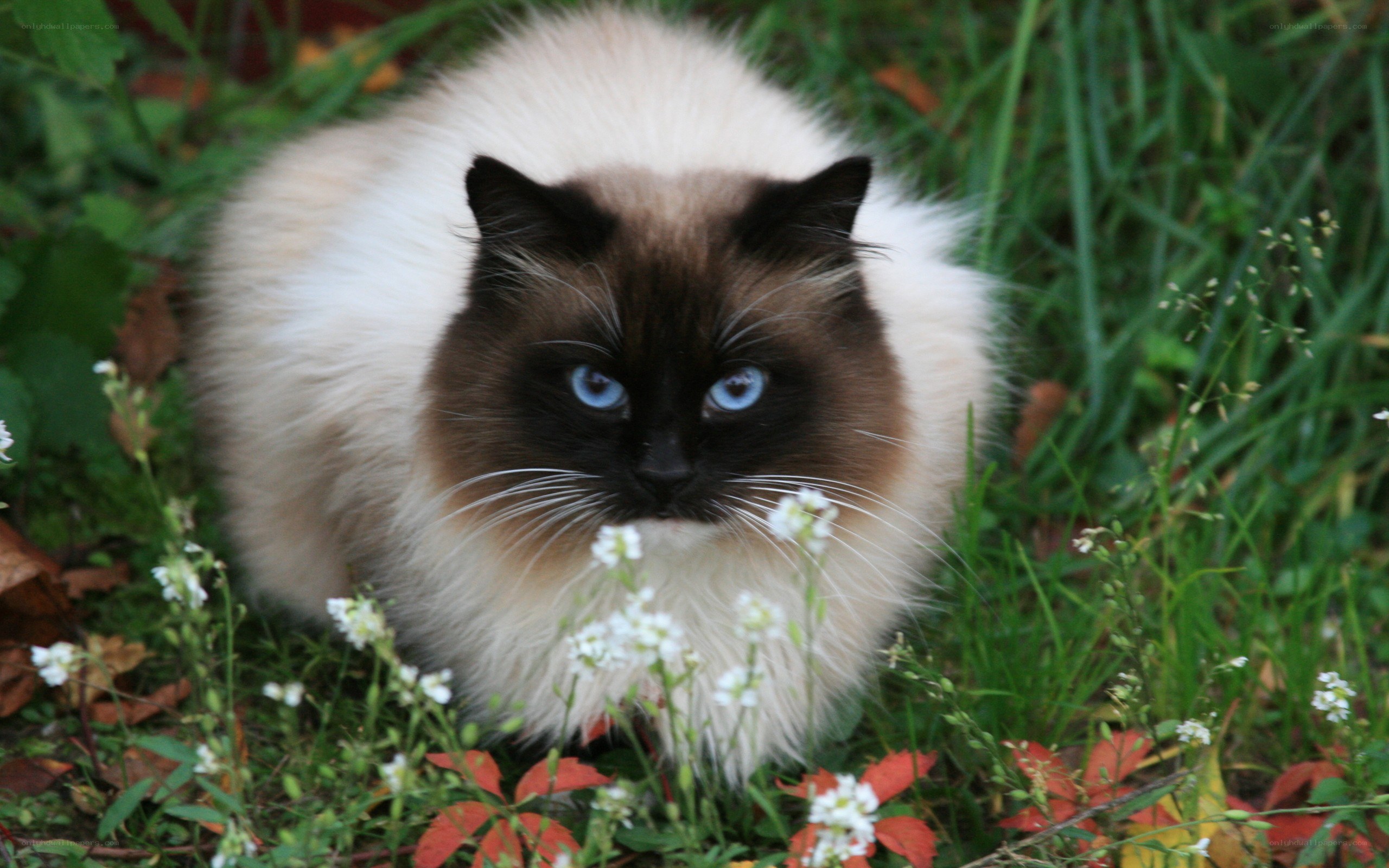 fluffy cat in garden