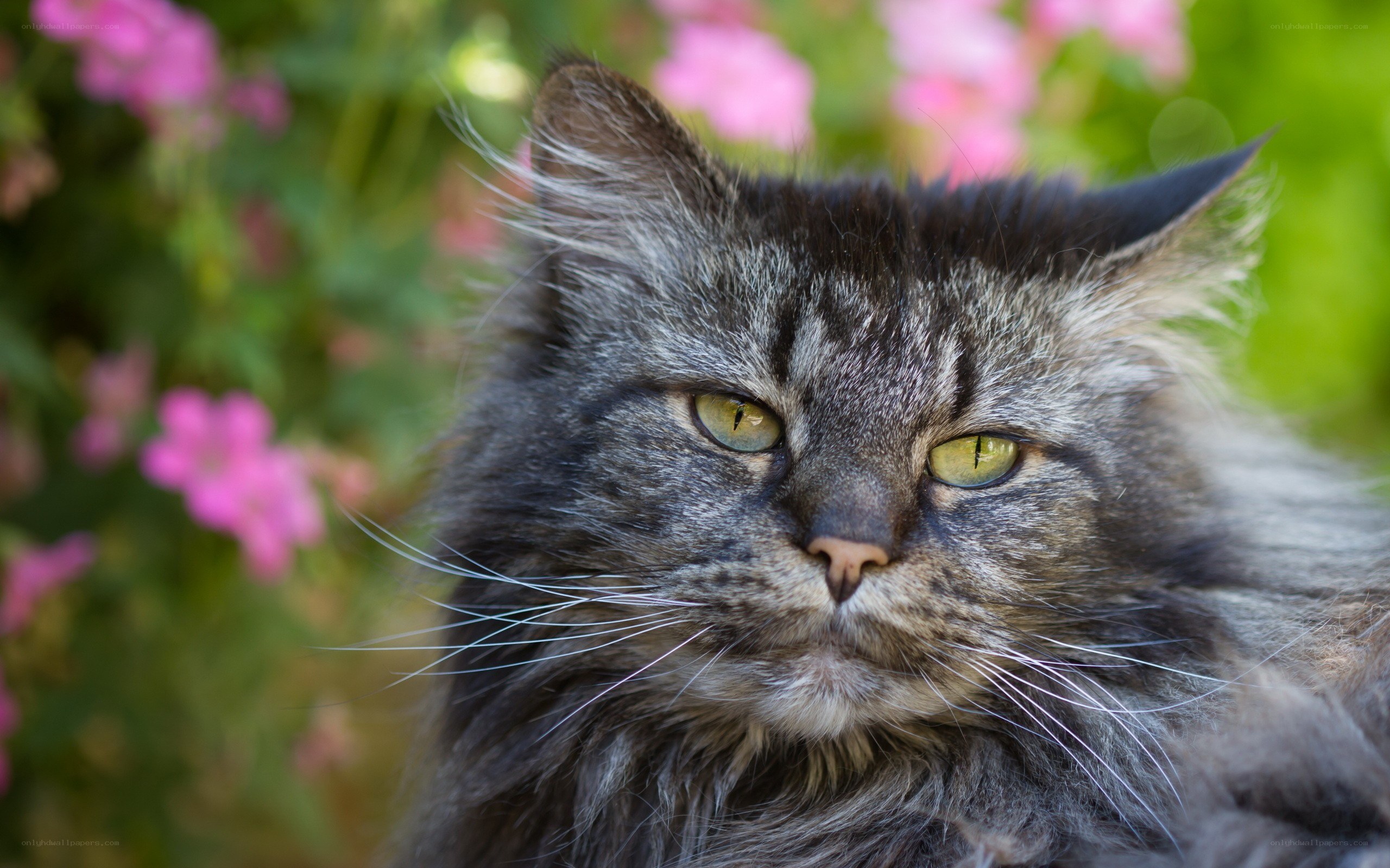 fluffy cat in garden