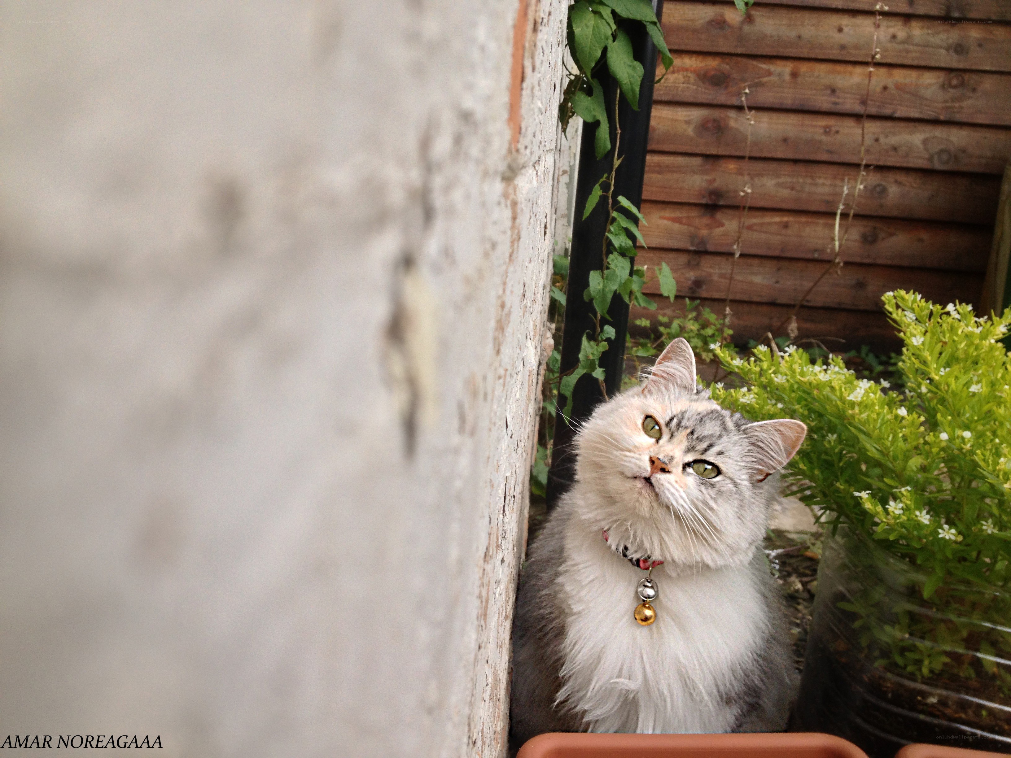 fluffy cat in garden