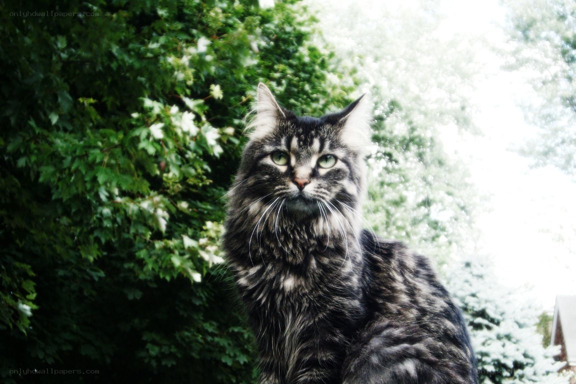 fluffy cat in garden