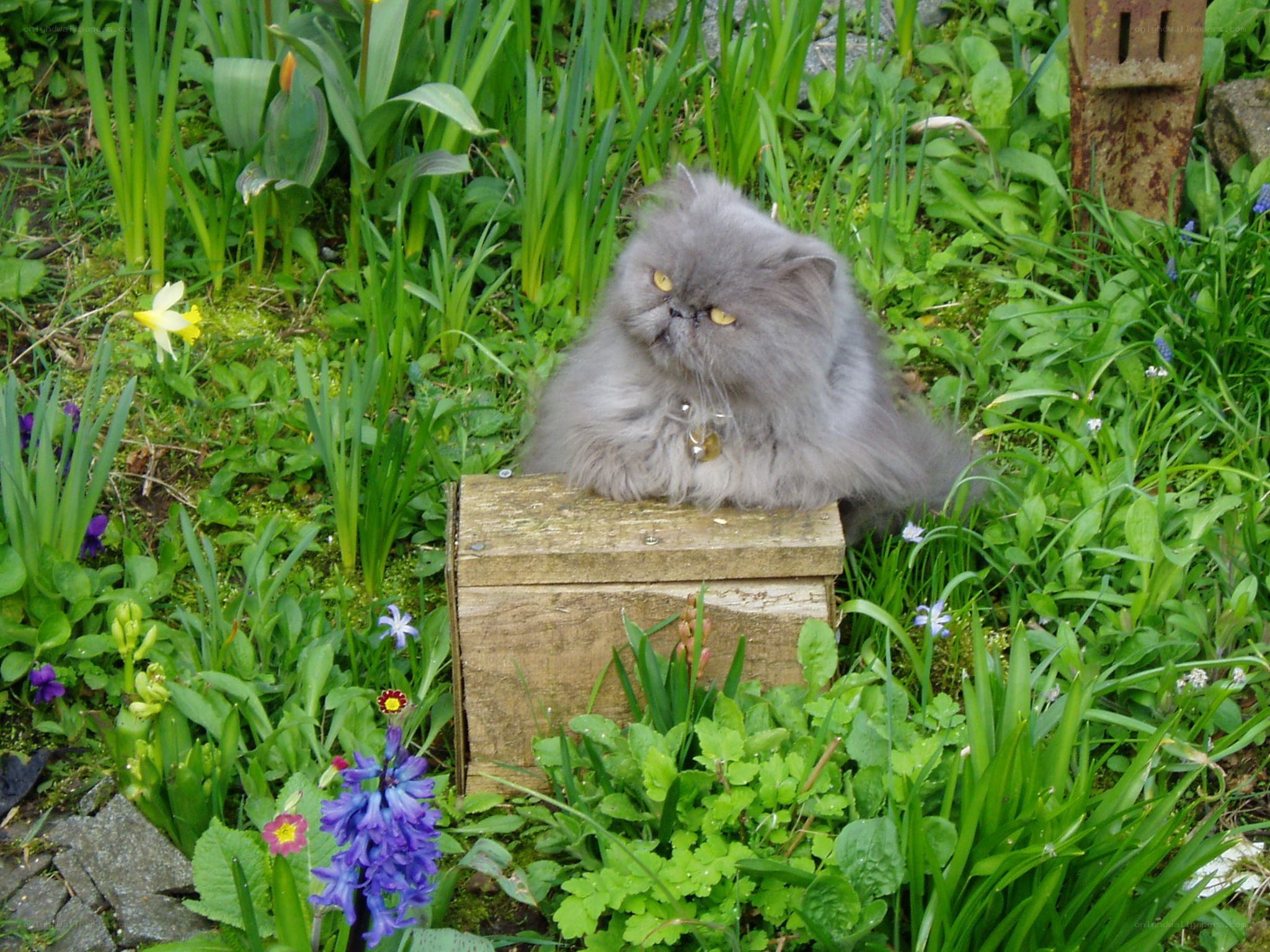 Fluffy cat in garden