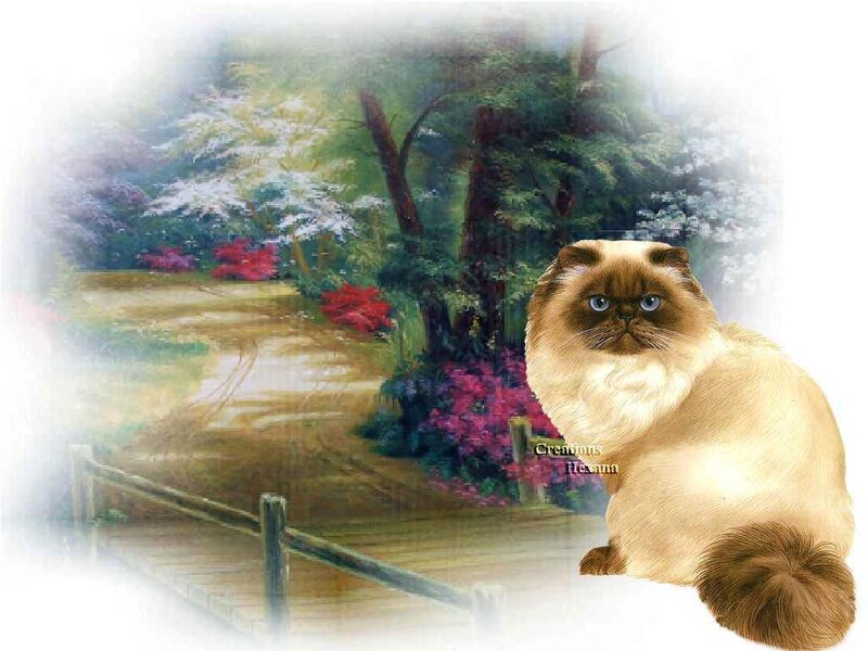 Fluffy Cat in Garden — Beige