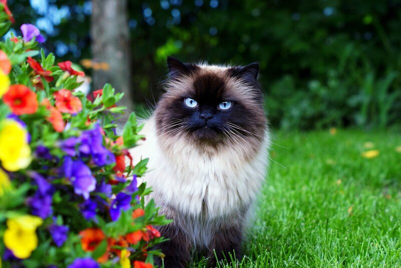 Fluffy Cat in Garden — Green, Calm, Afternoon