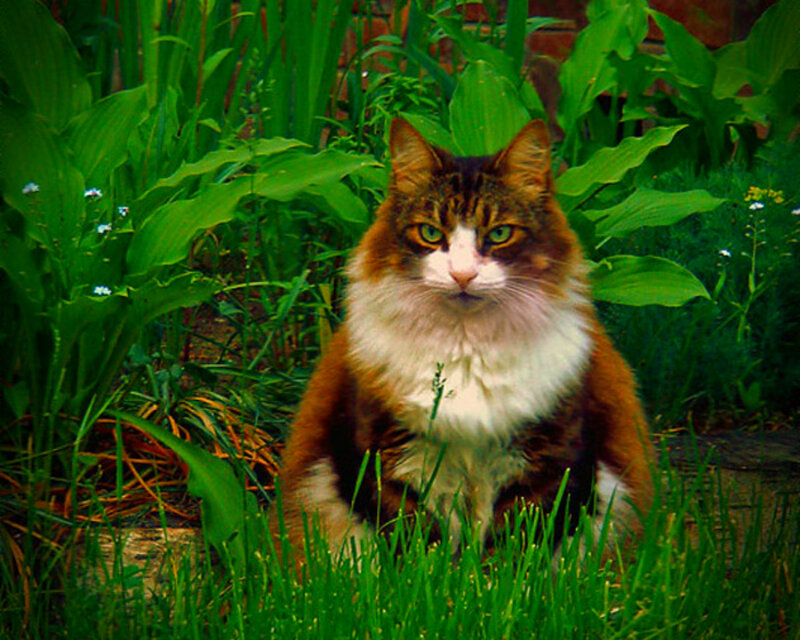 Fluffy Cat in Garden — Green, Calm