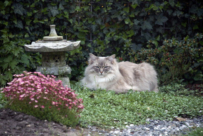 Fluffy Cat in Garden — Green